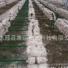 食用菌菌種產業鏈探析 加工價格、批發市場、廠家與進出口貿易
