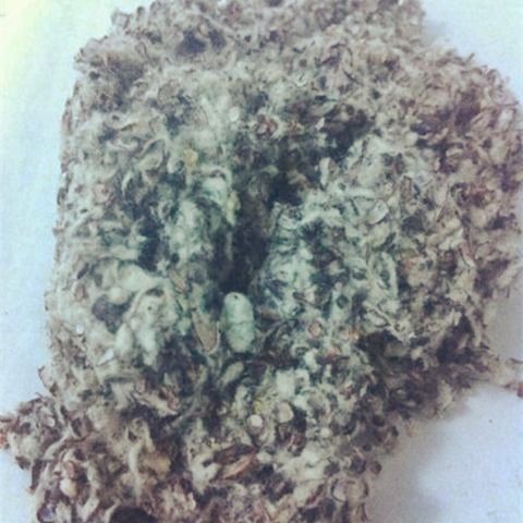 食用菌栽培原料與菌種制作材料探析 基于棉籽殼的應(yīng)用及進(jìn)出口視角